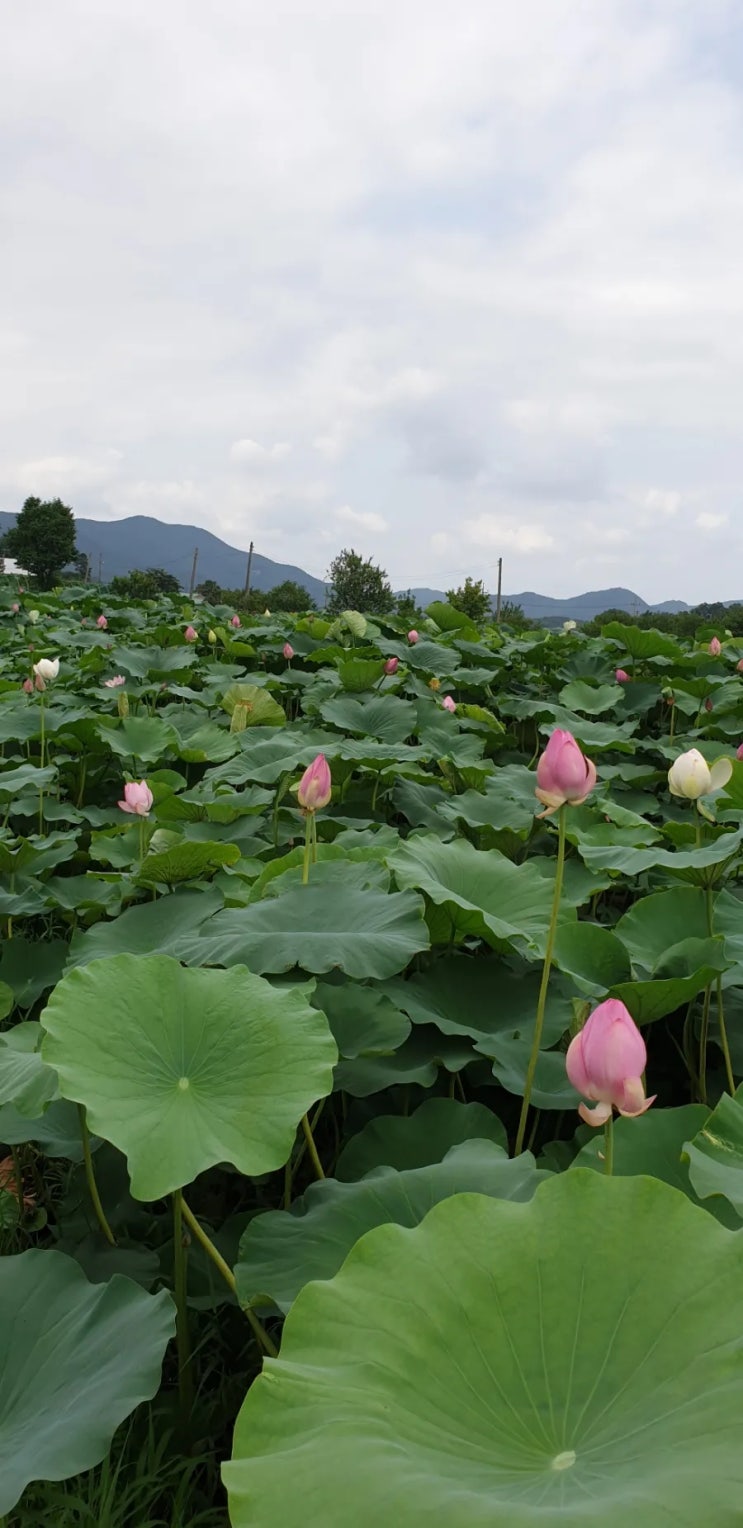 연꽃이 만발한 곳, 용인시 처인구 원삼면 [내동마을]