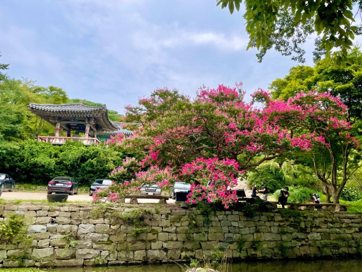  서산 여행 ㅡ 서산 개심사 배롱나무 꽃 개화