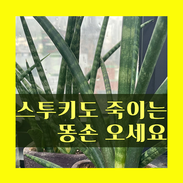  식물키우기 난도 하 스투키 자구 번식 공기정화식물