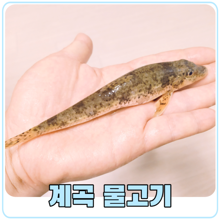 자연 워터파크 포천 백운계곡 평상 없이 즐기는 무료 계곡 물놀이 물고기 잡기