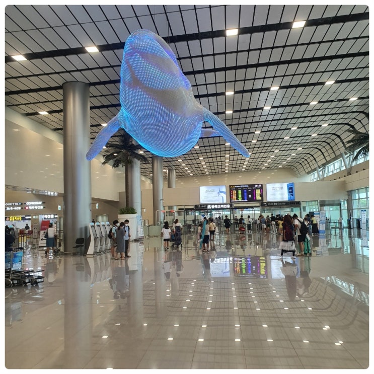 제주공항 제주도 면세점 이용방법과 반려견과 강아지, 고양이 항공 비행 제주도 여행 탑승 팁