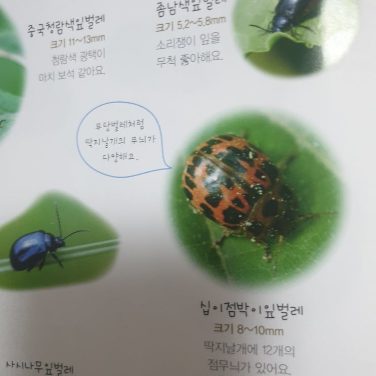 6세 7세 남자 아이가 좋아하는 책 ! 곤충 책 ! 곤충 도감