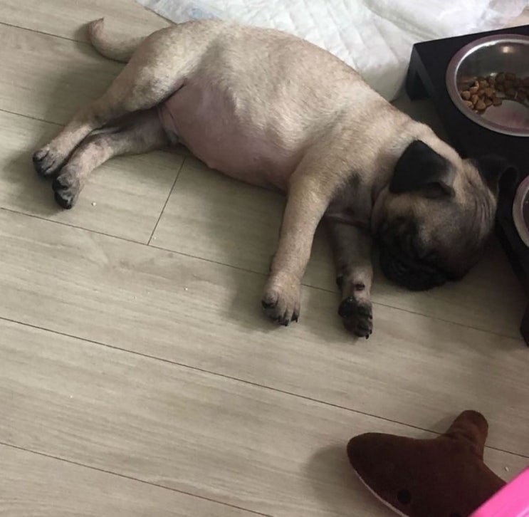  우리집 귀염둥이 첫째 곱창이