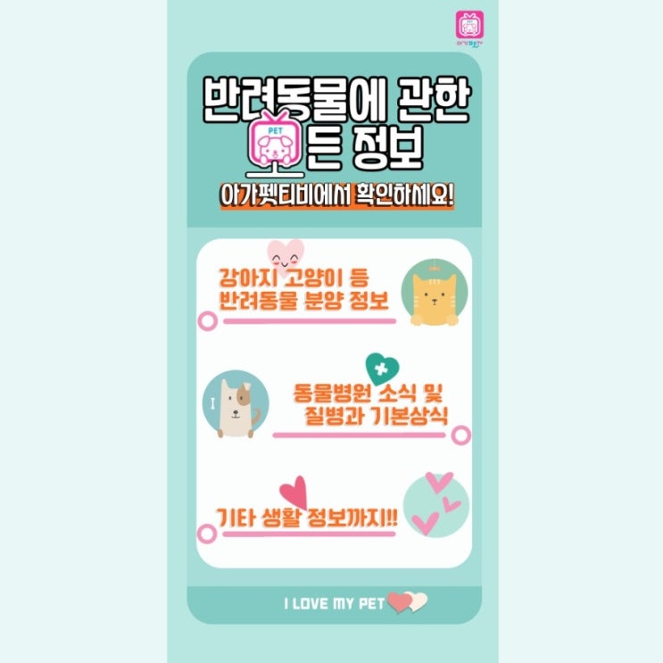 강아지분양 고양이분양 정보 모아봤어요