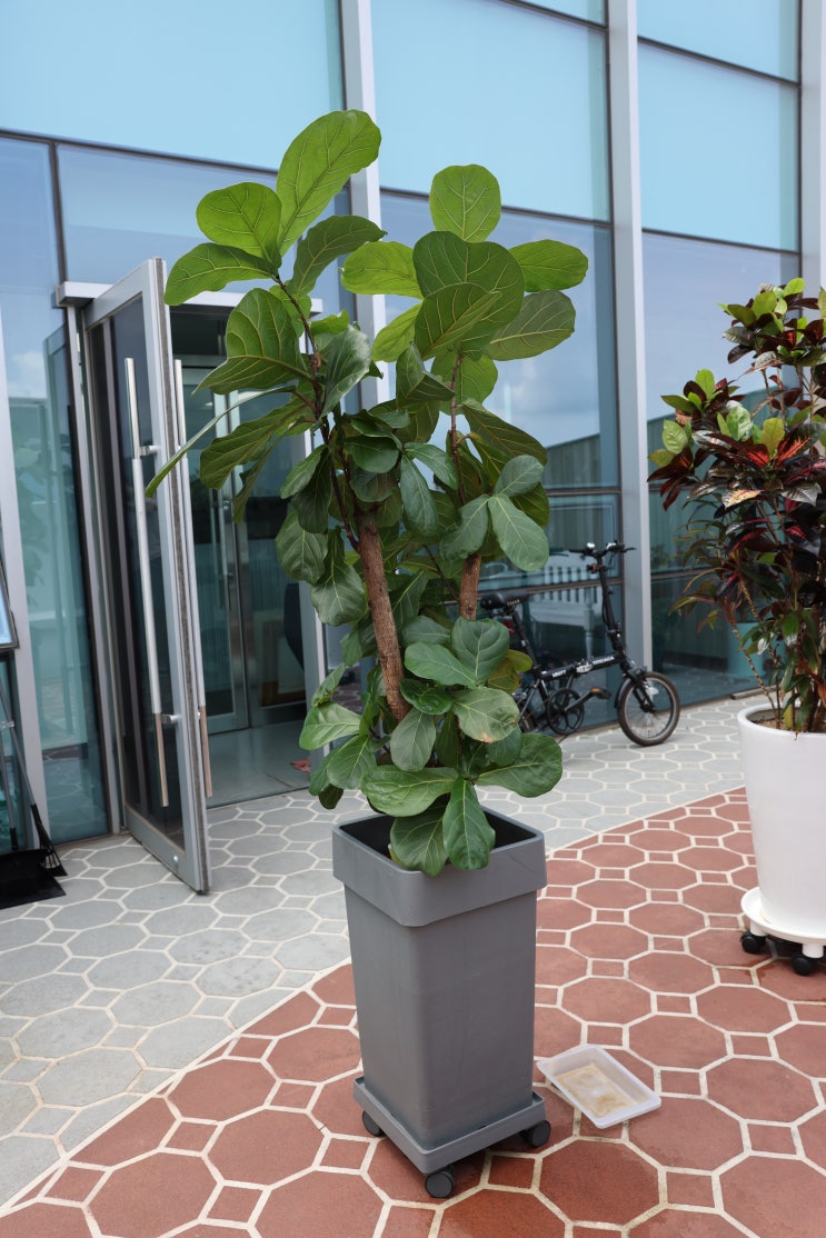 사무실 화분 사무실 식물 키우기 저희 회사 식물들을 소개합니다.