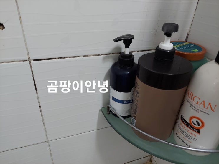  대구 욕실 화장실 구미 집 곰팡이 제거 후기 by 곰팡이안녕