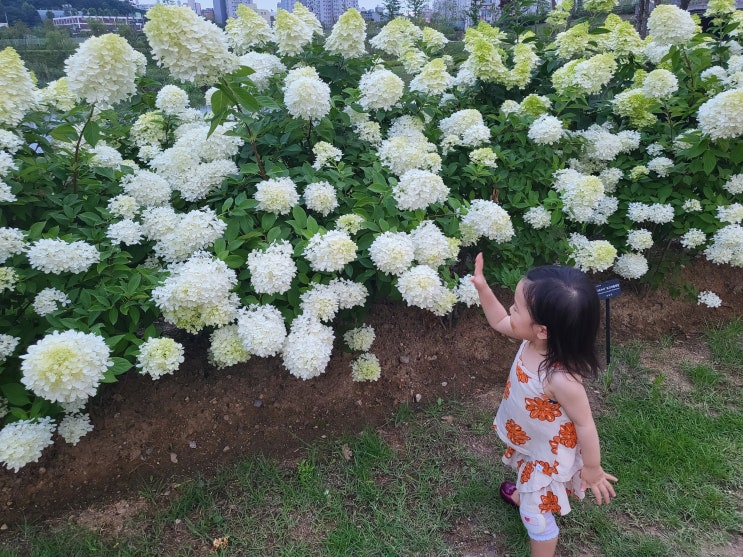  서울식물원 호수공원 물놀이터 분수 시간 + 근처 한담 카페