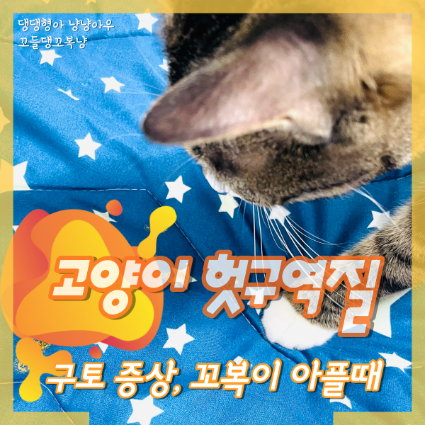  고양이 헛구역질, 구토하는 이유 (꼬복이 아팠을 때)