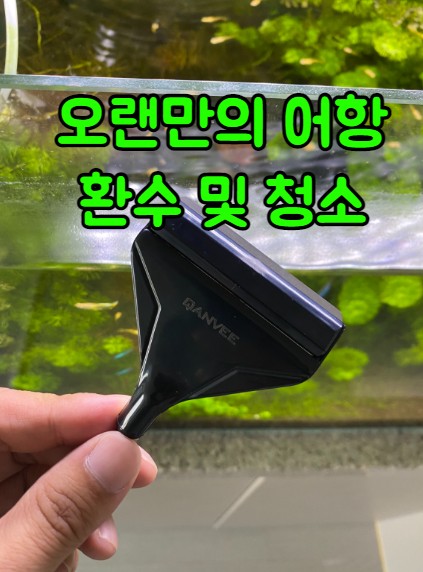 오랜만의 어항 환수 및 청소