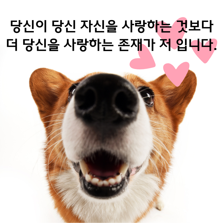  좋은 짧은 추천 외국시 모음:폴 발레리 시" 애정의 숲" , 오늘의 짧은 인생 감동 명언 모음 365  ,웃긴 말풍선짤.동물밈