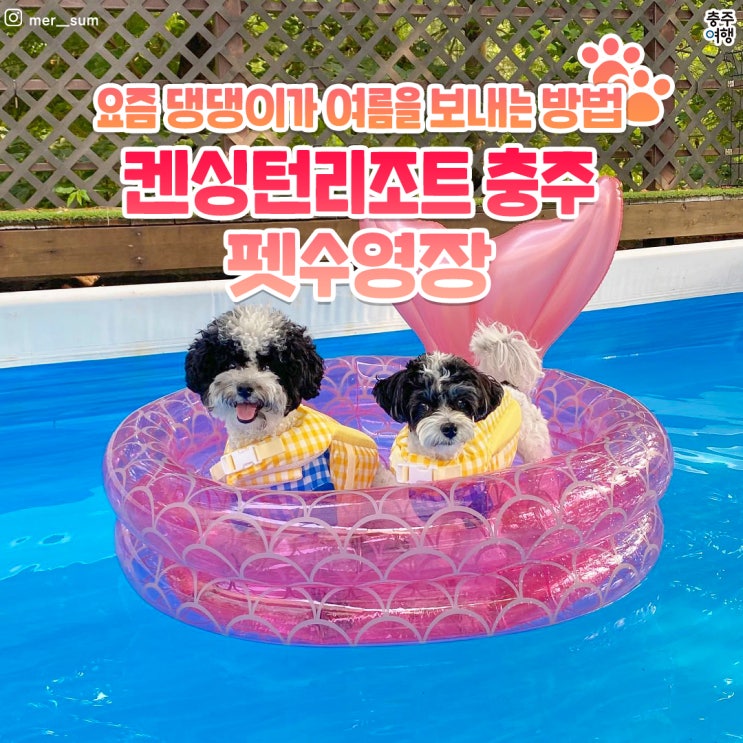  애견동반호텔 펫캉스, 댕댕이와 여름휴가 보내기 - 켄싱턴 리조트 충주