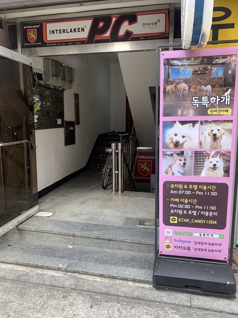 독특하개