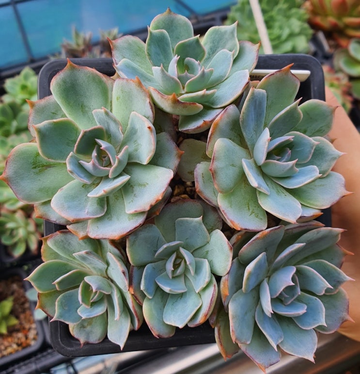  사비아나로즈