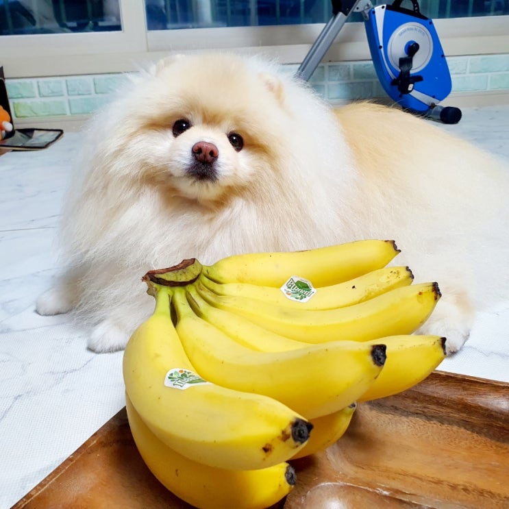  강아지 바나나 줘도 되나요 영양 성분과 효능 및 주의사항