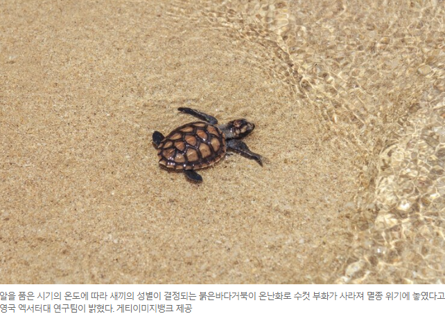  기후위기, 바다거북 수컷 멸종위기