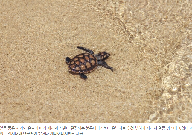 기후위기, 바다거북 수컷 멸종위기