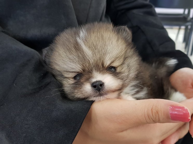  너구리같은 강아지 파티포메라니안 마리의 입양 첫째날 영상 브이로그