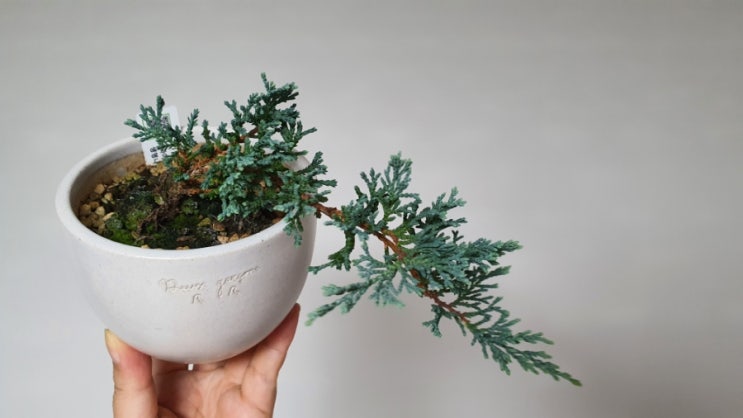  나무키우기 생명나무농장표 향나무 눈향 나무 듀가르송 유약화이트팡 How to Grow Creeping Juniper
