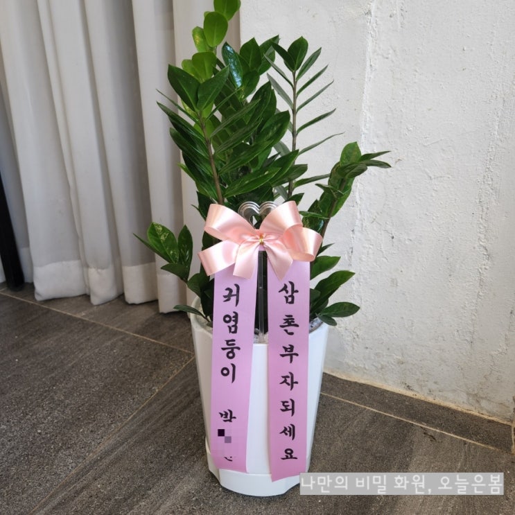  대구화분배달 북구 서변동 조야동 노곡동 꽃집 돈들어오는식물 금전수 풍성하게 대구개업화분 완료!