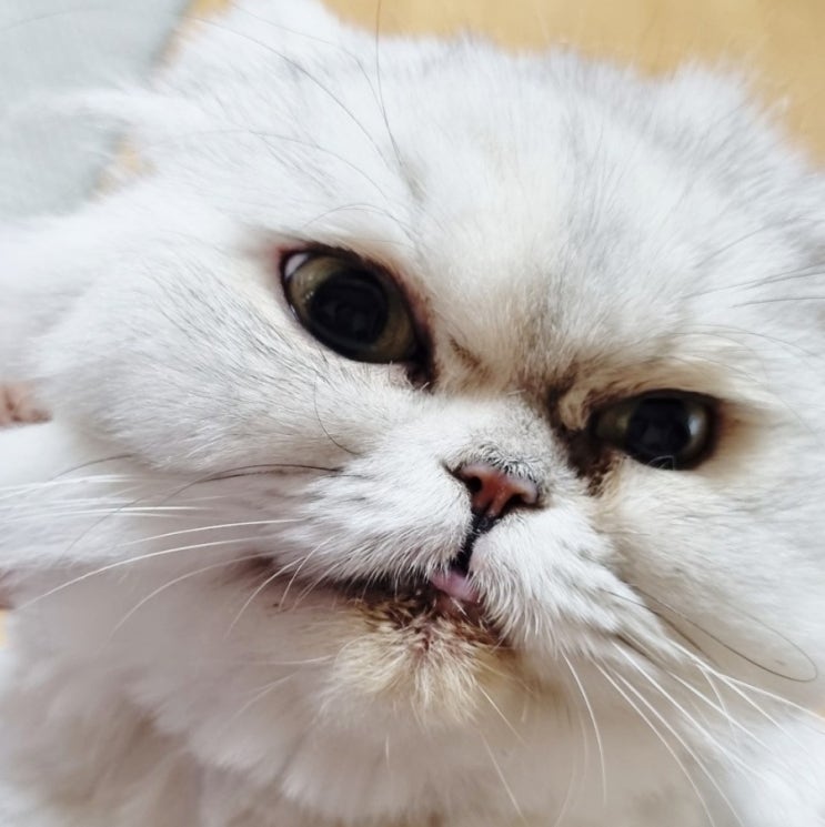  (내돈내산)고양이, 강아지 치석 억제, 구강건강 보조제_ 스토모액트 오라뮨