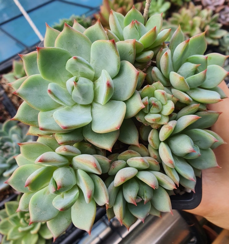  프리즘
