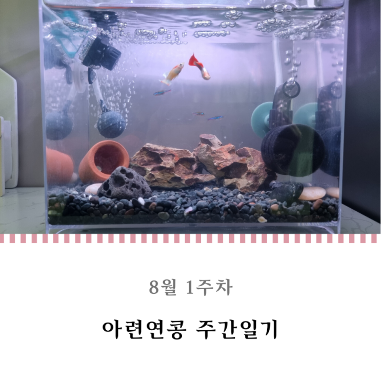  8월 1주차 : 뻐끔뻐끔 구피와 그린네온테트라