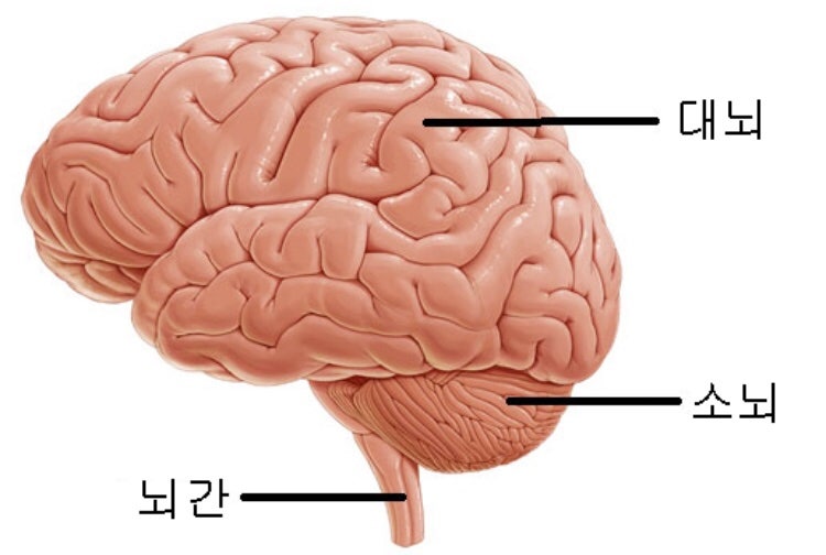 소뇌실조증이란(cerebellar ataxia)란? : 네이버 블로그