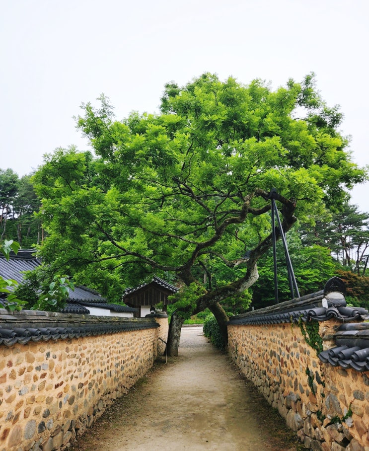  한국에서 가장 아름다운 마을 1호 경남 산청 남사예담촌, 경산 반곡지