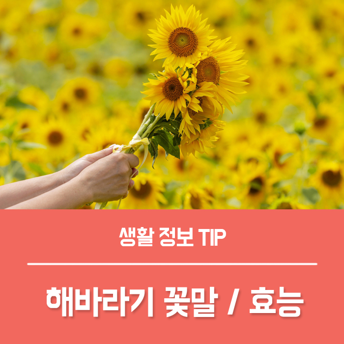  해바라기 꽃말 씨앗 모종 키우기 꽃다발 물주기, 미니 해바라기씨 효능