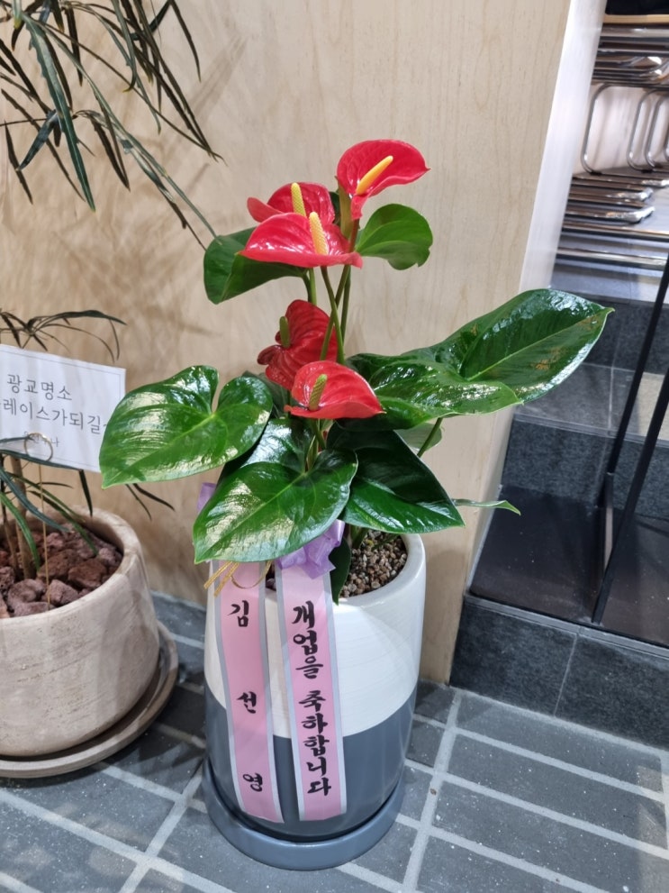  공유 오피스 상담 후 받은 화분_행복의 태도를 가지신 그분의 성품만으로 성공이 예측되다
