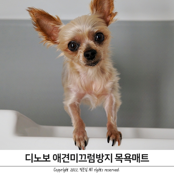 강아지목욕매트 디노보 논슬립매트로 안전하게 강아지목욕매트 디노보 논슬립매트로 안전하게