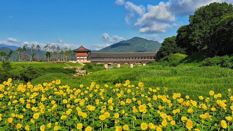  경주 해바라기 명소 5탄, 월정교 해바라기