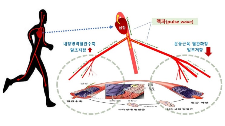  혈관건강과 맥파(pulse wave), 동맥경직도, 혈관내피세포, 순환내피기원세포, 혈관성장인자(VEGF)