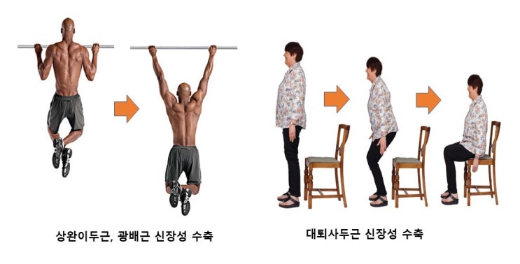  신장성수축(eccentric contraction)과 스포츠기술, 근육, 근막, 힘줄(건)의 구조