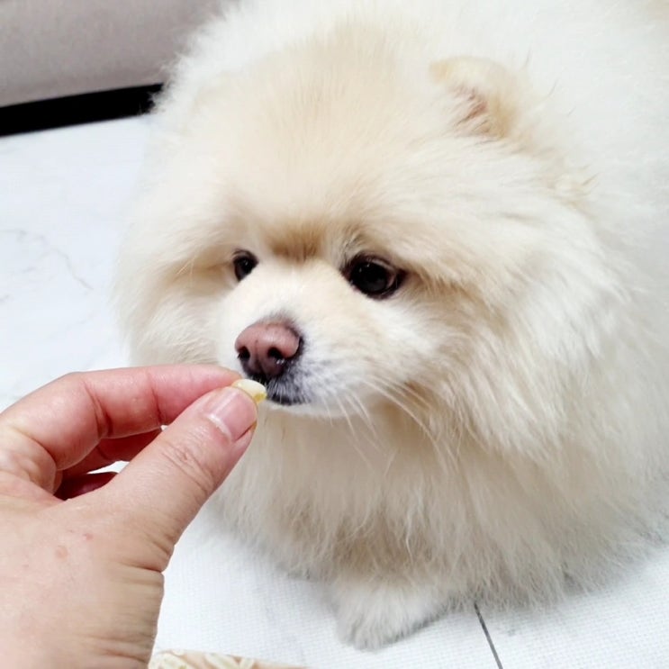  강아지 찐 옥수수 먹여 말아 주고 후회 않으려면 주의사항부터 알아보아요