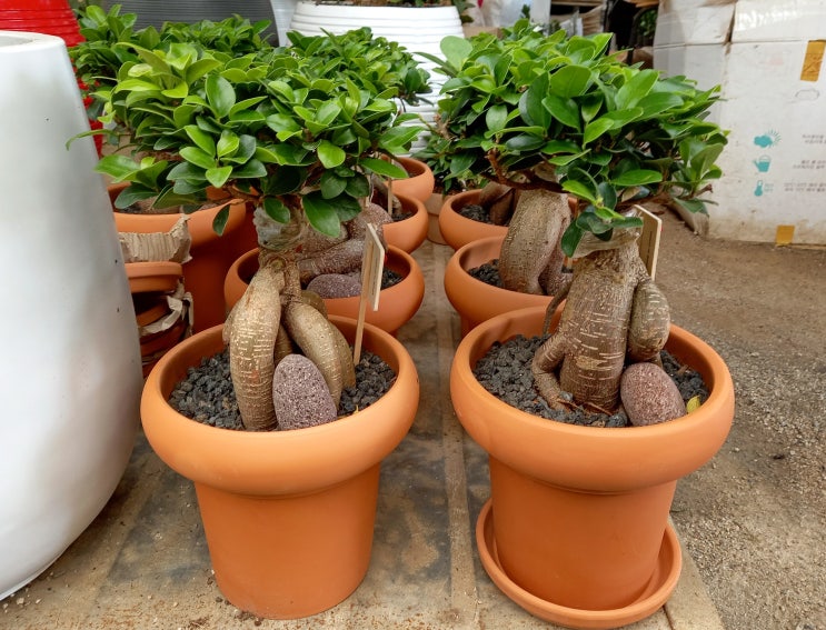  인삼벤자민 (Ficus benjamina) 인삼 팬다 ,팬더키우기