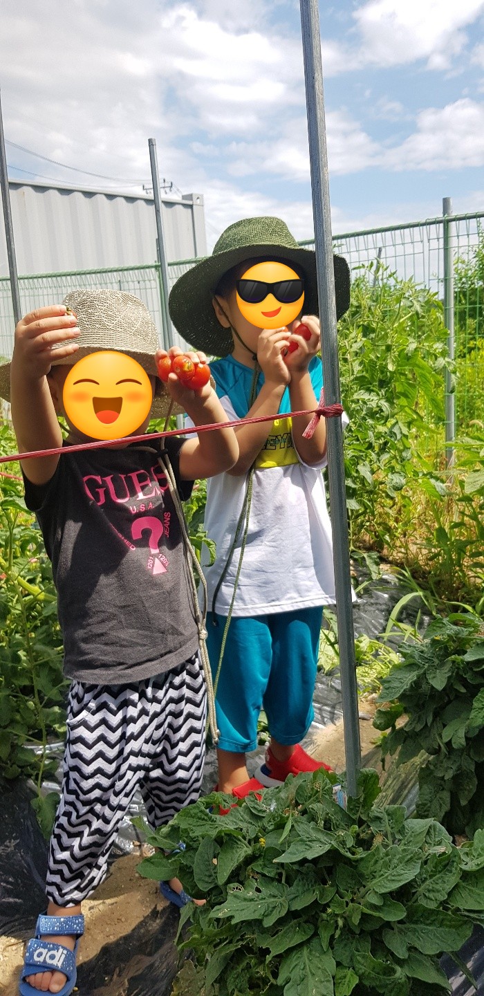  샬롯 일기_자연 관찰] 방울토마토 기르기(씨앗에서부터 열매까지 3개월의 여정 기록_씨앗 심은 지 100일째 첫 수확)