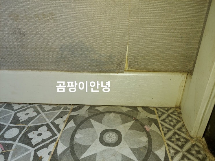  현관문 곰팡이 구미 재발 방지 단열 시공