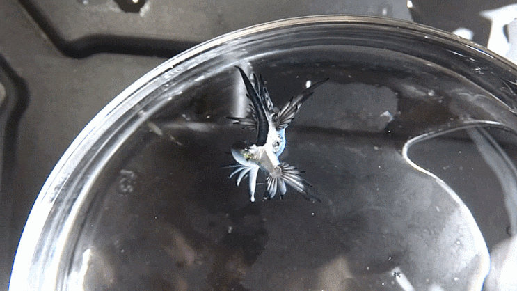  2-2 Glaucus atlanticus Forster, 1777