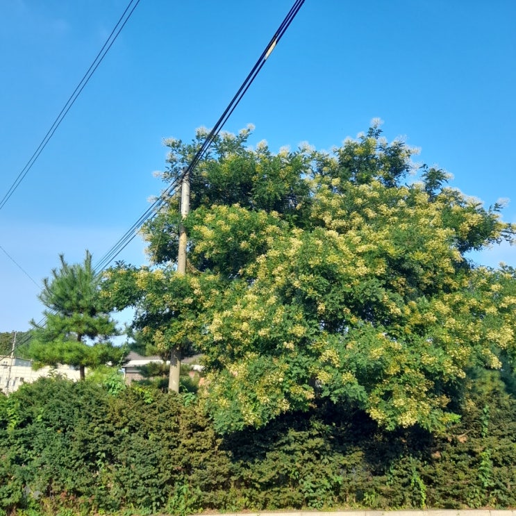  주간일기 안면도 휴가 