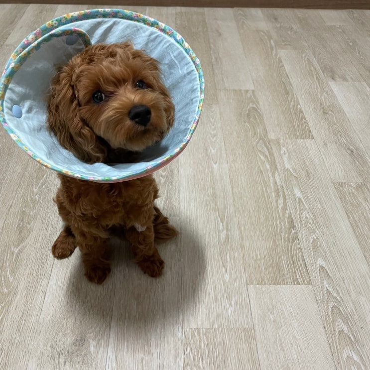  말티푸 수컷 강아지 중성화수술 후 부기, 비용, 수술시기, 회복과정 공유해요!