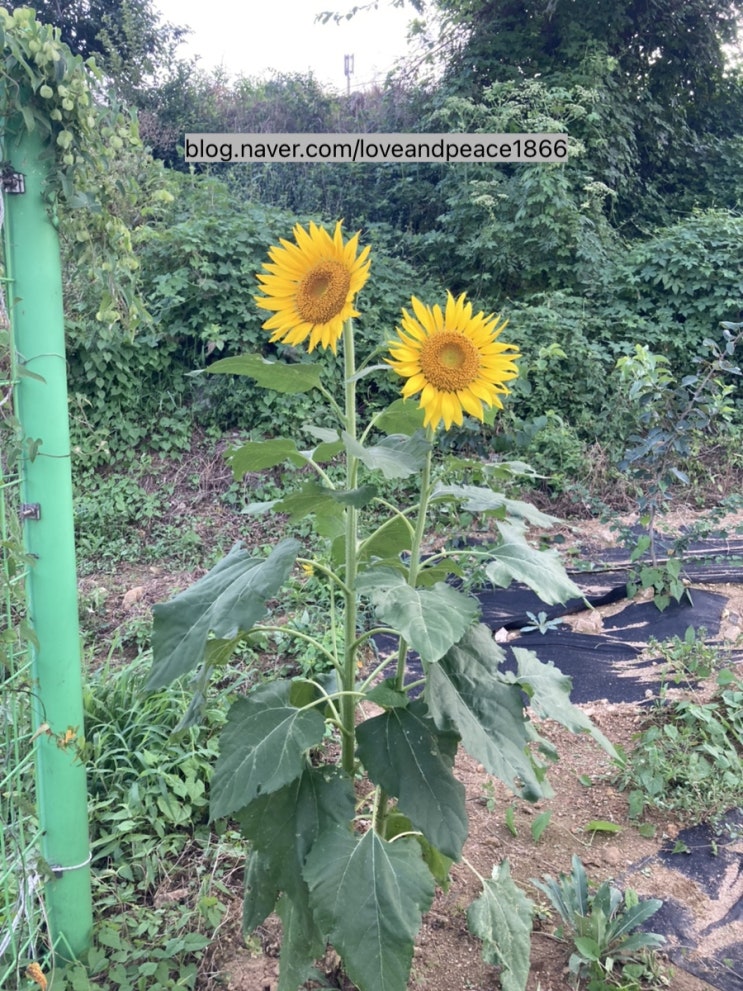  운명의 파파해바라기