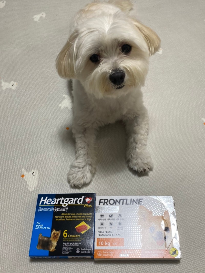 강아지심장사상충약 하트가드 주기, 가격, 종류 : 네이버 블로그