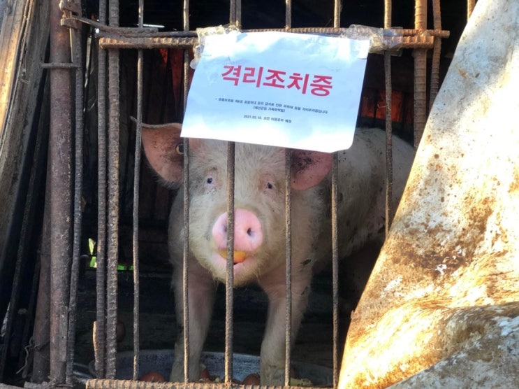  여기, 돼지 1 ‘명’ (名)이 있습니다.  그는 ‘조나단 리빙스턴’ 입니다. 동물권단체케어/ care