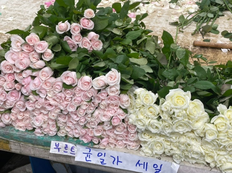 화훼장식기능사 실기 연습2. 고터 꽃시장 꽃 사입부터 1,2과제 몽땅 하루에 끝내기