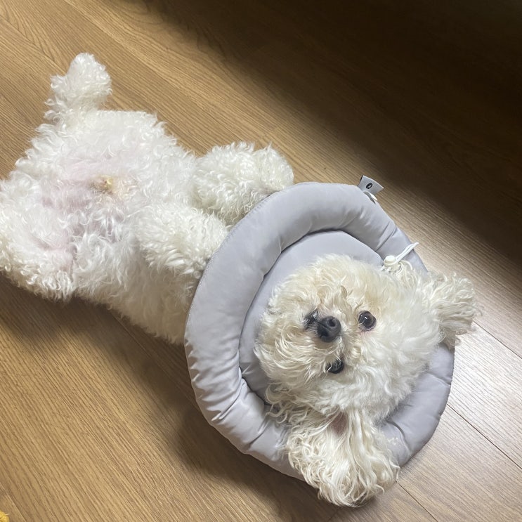  [블챌] 주간일기 챌린지 | 22.08_1w