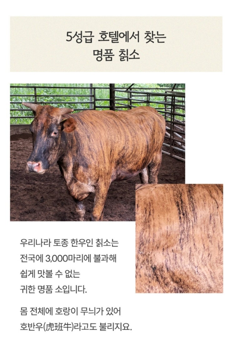  오늘회 담양칡소 토종한우오마카세 호랑이무늬소