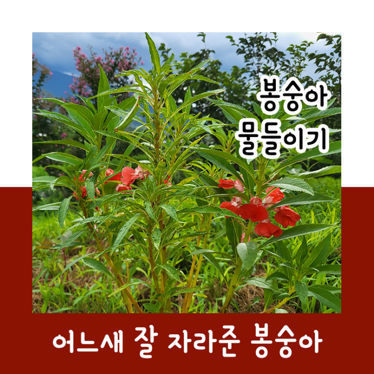  봉숭아 물들이기 feat.명반