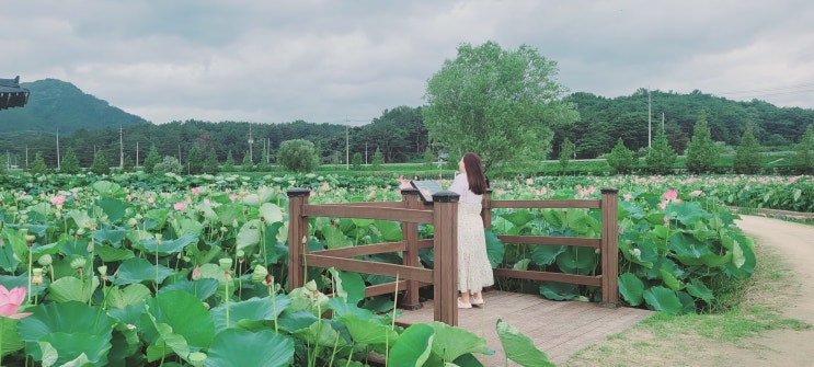  아라연꽃 함안 연꽃테마파크