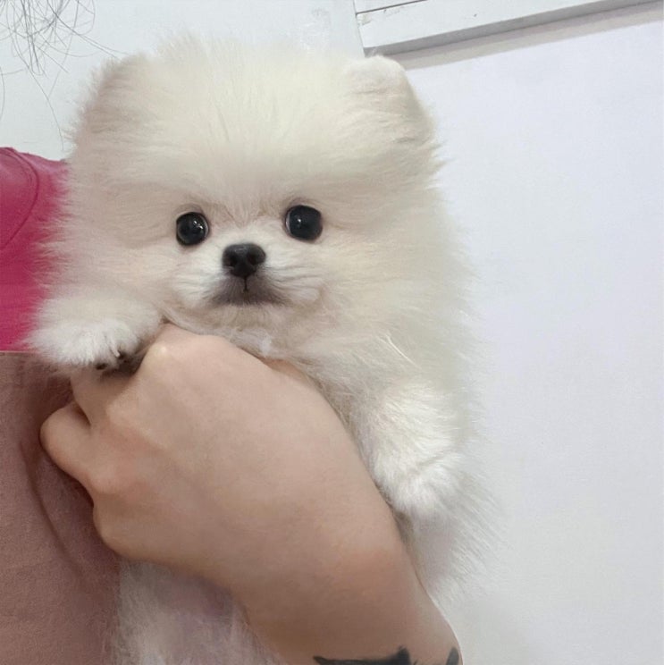  강아지분양 / 애견분양 / 소형견전문분양/ 반려견,강아지 분리불안 미리 알아두고 예방및 대처법 알아봅시다